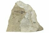 Fossil Leaf Plate - Green River Formation, Utah #256805-1